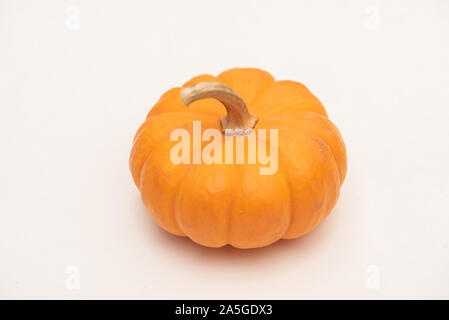 Isolated close-up of mini pumpkin and stem on white background Stock Photo
