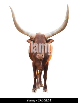 female ankole watusi isolated on white background Stock Photo