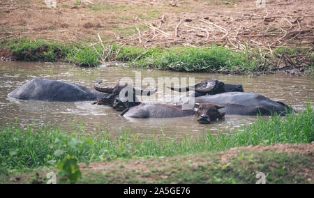 water buffalo resting in mud pond Stock Photo