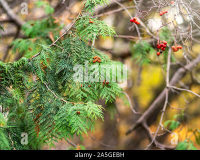 Green thuja branches and red rowan berry in autumn park. Autumn background with green, yellow and red foliage. Stock Photo