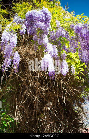 Violet Flowers on intricate vines in a Winery Outside Santiago Chile Stock Photo