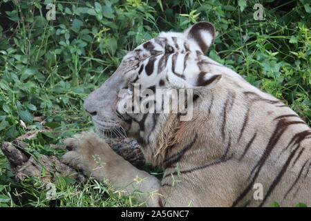 Closeup Portrait shot of a White Tiger.big white tiger lying on grass close up. Stock Photo