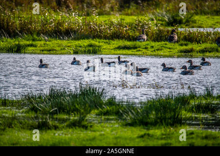 Greylag geese in winter flooded Combe Valley, East Sussex ,England Stock Photo