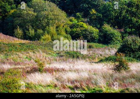 Combe Haven river valley wildlife area near Bexhill in East Sussex, England Stock Photo