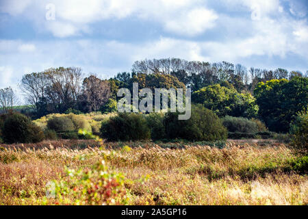 Combe Haven river valley wildlife area near Bexhill in East Sussex, England Stock Photo