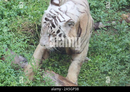 This is a very rare shot of a wild white tiger.White tiger in prone.big white tiger lying on grass close up. Stock Photo