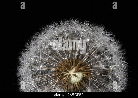 Dandelion in drops of water after rain, on a black background, close-up. Stock Photo