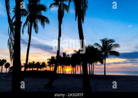 Palm trees on Miami Beach at sunrise Stock Photo