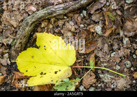 Yellow fallen leaf on the background of beech woods of Abruzzo national park in autumn, Italy Stock Photo