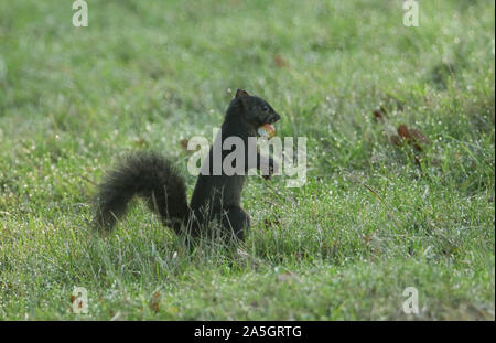 A rare cute Black Squirrel (Scirius carolinensis) standing in the grass with a Sweet Chestnut in its mouth. It is collecting for its winter store of f Stock Photo