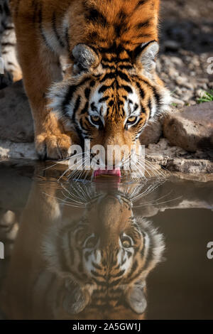 Tiger male drinking water. Wildlife scene with danger animal Stock Photo