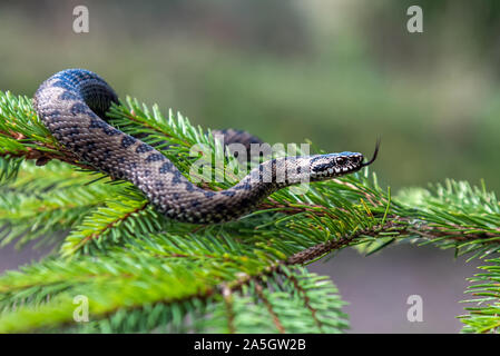 Closeup snake poisonous viper in summer on branch the of tree . Vipera berus Stock Photo