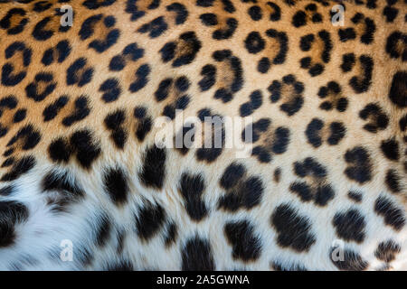 Close-up beautiful texture of real leopard skin, fur Stock Photo