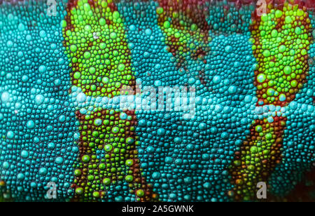 Detailed close-up of the skin of a Panther Chameleon Stock Photo