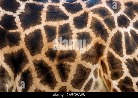 Close up of a giraffe skin pattern Stock Photo
