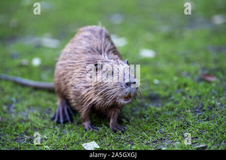 Young coypu (Myocastor coypus) in grass on river bank. Rodent also known as nutria. Wildlife scene Stock Photo