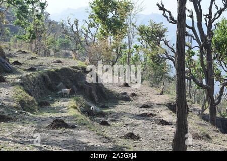 Acacia catechu ( khair) tree with Bot red kkaththa Stock Photo