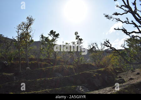 Acacia catechu ( khair) tree with Bot red kkaththa Stock Photo