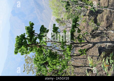 Acacia catechu ( khair) tree with Bot red kkaththa Stock Photo