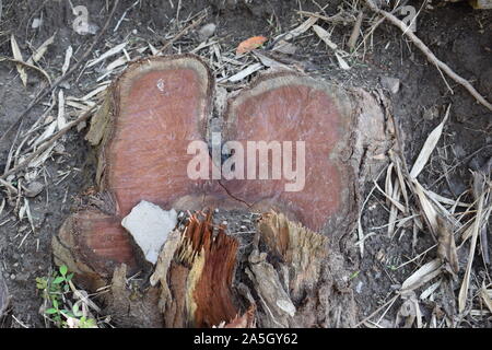 Acacia catechu ( khair) tree with Bot red kkaththa Stock Photo