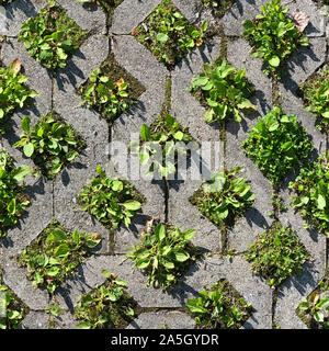 Seamless texture of old environmentally friendly concrete paving blocks with green grass growing inside the square cells. Wroclaw. Poland. Stock Photo