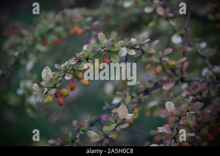 Decorative cotoneaster berries on a bush Stock Photo