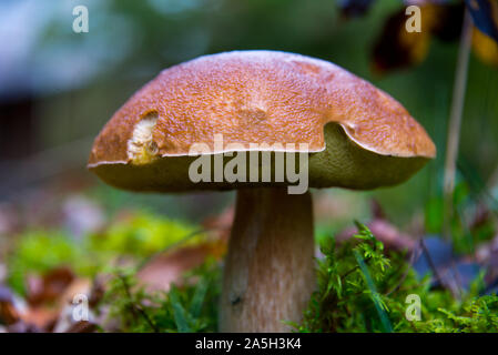 big wild bay boletus waiting for mushroom pickers in autumnal brandenburg forest, germany Stock Photo