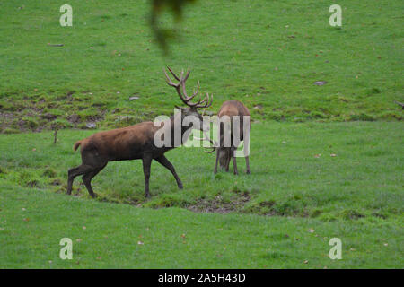 Portrait of majestic powerful adult red deer stags in Autumn Fall forest fighting