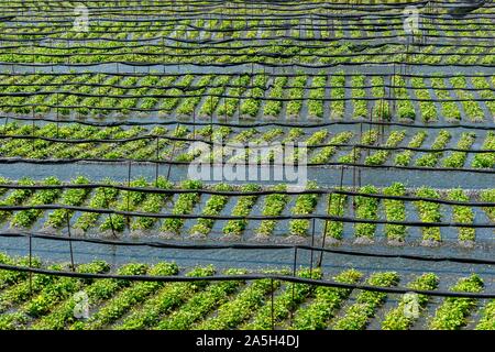 Rows of Wasabi plants in water, Wasabi cultivation, Daio Wasabi Farm, Nagano, Japan Stock Photo