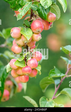 Fruit of Malus 'Evereste' crab apple 'Evereste', Malus PERPETU 'Evereste' on the tree, late Summer / early Autumn. Stock Photo