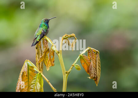 Black-throated Mango - Anthracothorax nigricollis, rare shy humminbird from from Andean slopes of South America, Wild Sumaco, Ecuador. Stock Photo