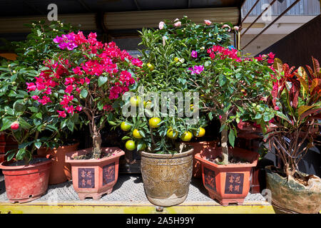 Potted houseplants for sale at Flower Market Road. Kowloon, Hong Kong, China. Stock Photo