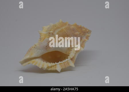 Side view of small seashells on white background Stock Photo