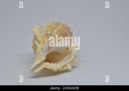 Side view of Triton small seashell conch on white background Stock Photo