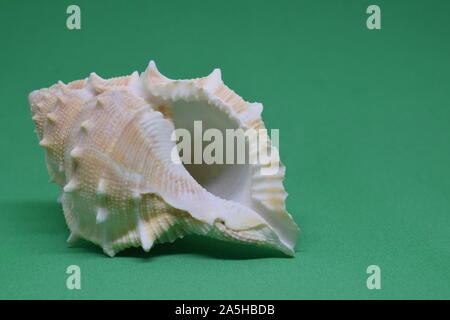 Side view of Triton small seashell conch on green background Stock Photo