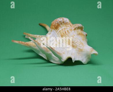Large sea conch, front view of marine fossil on green background. Stock Photo
