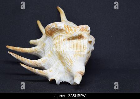 Large sea conch, front view of marine fossil on black background. Stock Photo