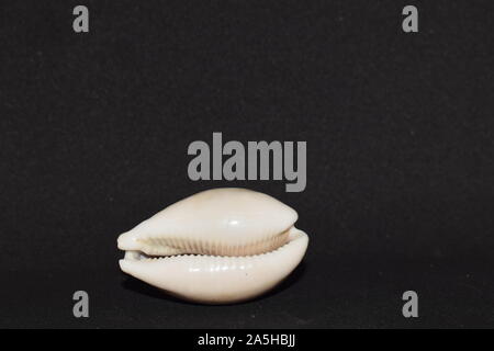 Beautiful large conch front view on white  background. Pearly Natural Seashell Stock Photo