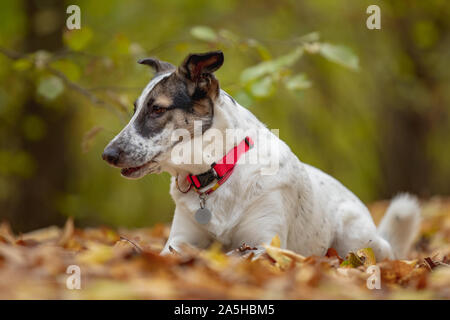 Dog in the yellow leaves in autumn in the park. Pet for a walk. Stock Photo