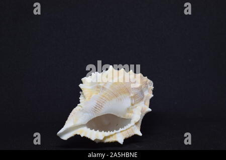 Side view of Triton small seashell conch on black background Stock Photo