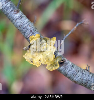 Gelatinous yellow fungus. Tremella mesenterica or aurentia. Aka Jelly fungus. Stock Photo