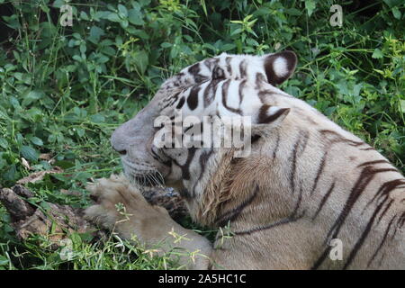 Closeup Portrait shot of a White Tiger.big white tiger lying on grass close up. Stock Photo