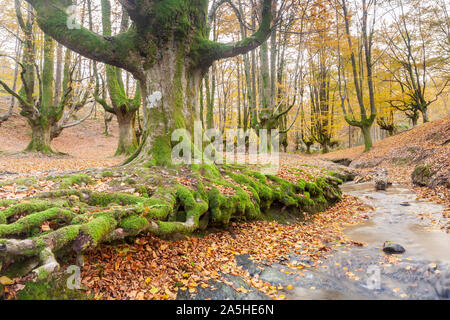 Beech trees forest of Otzarreta, Natural Park of Gorbeia, Vizcaya, Spain Stock Photo