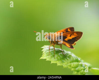 Big eyed Indian Dartlet butterfly sitting on a leaf Stock Photo