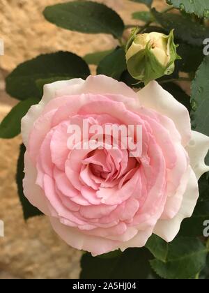 White and pink rose Stock Photo