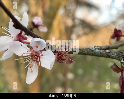 Cherry Blossoms Stock Photo
