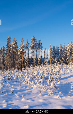 snowy pine forest landscape in the morning Stock Photo - Alamy
