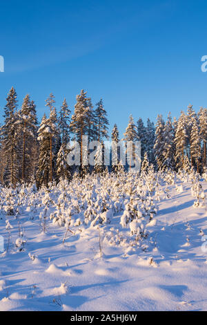Winter forest landscape with snowy trees