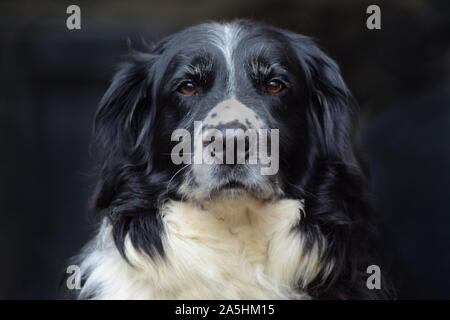 centrally framed head shot of collie cross spaniel dog looking at the camera with brown eyes and a blurry background Stock Photo