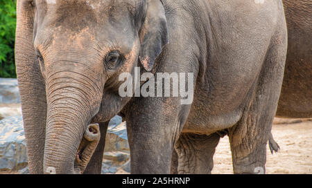 Asian baby elephant. Close-up of young adorable elephant. Stock Photo